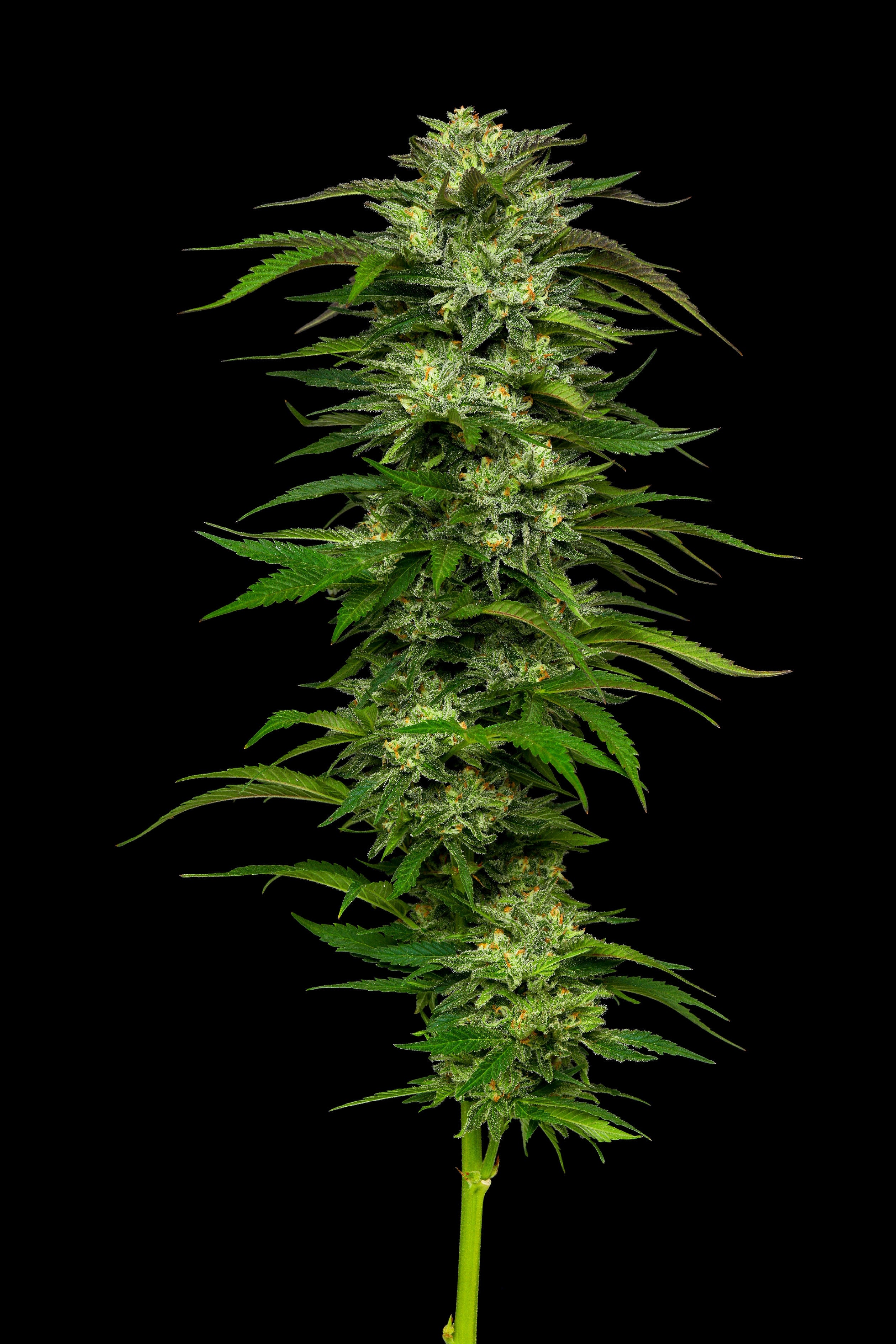 Humboldt Seed Company, Dream Queen, Feminisiert