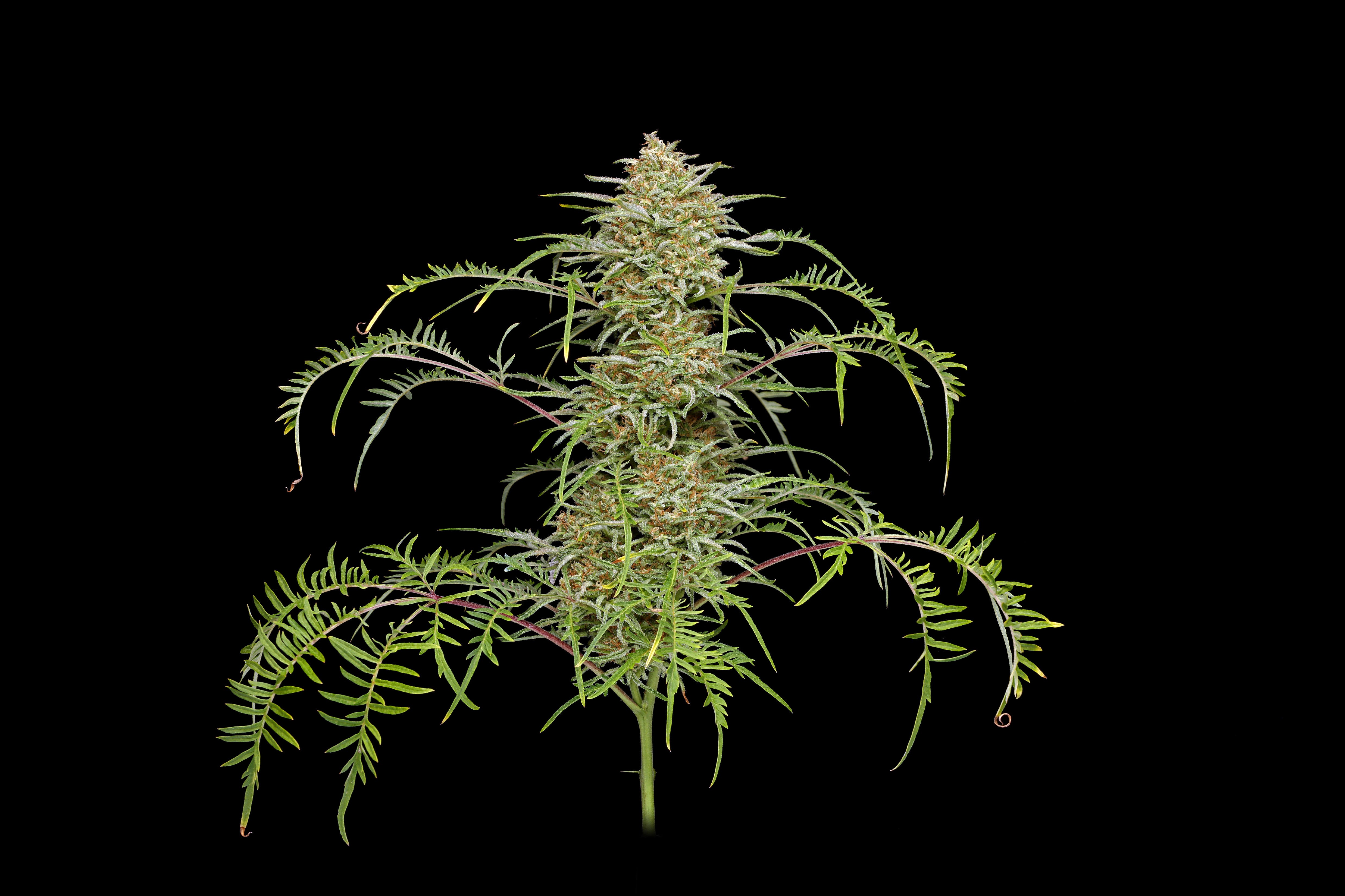 Humboldt Seed Company, Freakshow, Feminisiert