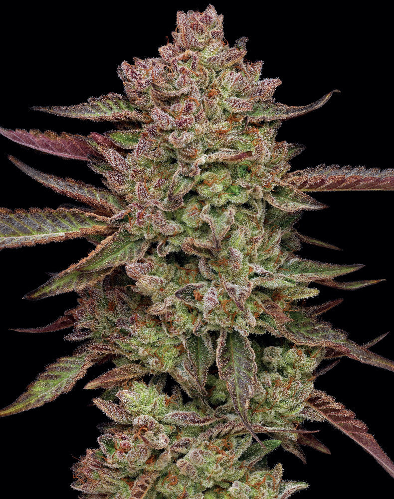 Humboldt Seed Company, Gazzurple, Feminisiert