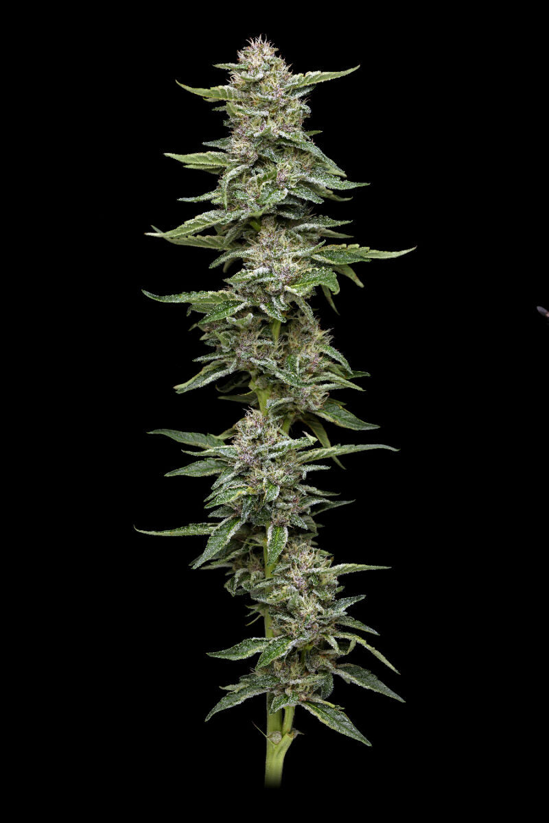 Humboldt Seed Company, Garlic Budder, feminisiert