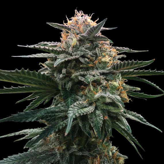 DNA Genetics Blood Orange Sorbet Feminisiert