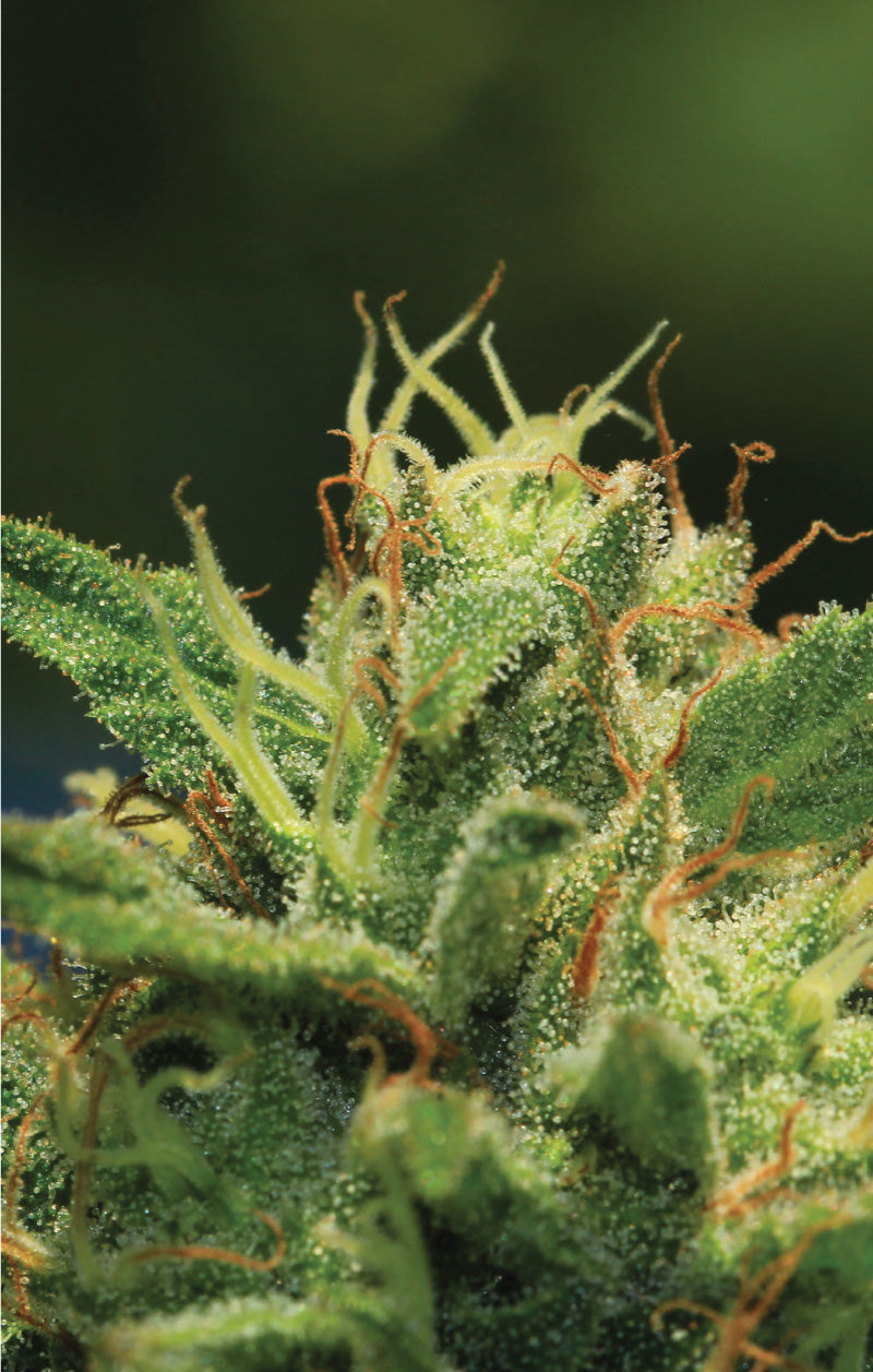 Humboldt Seed Company, Humboldt Sour Diesel, feminisiert