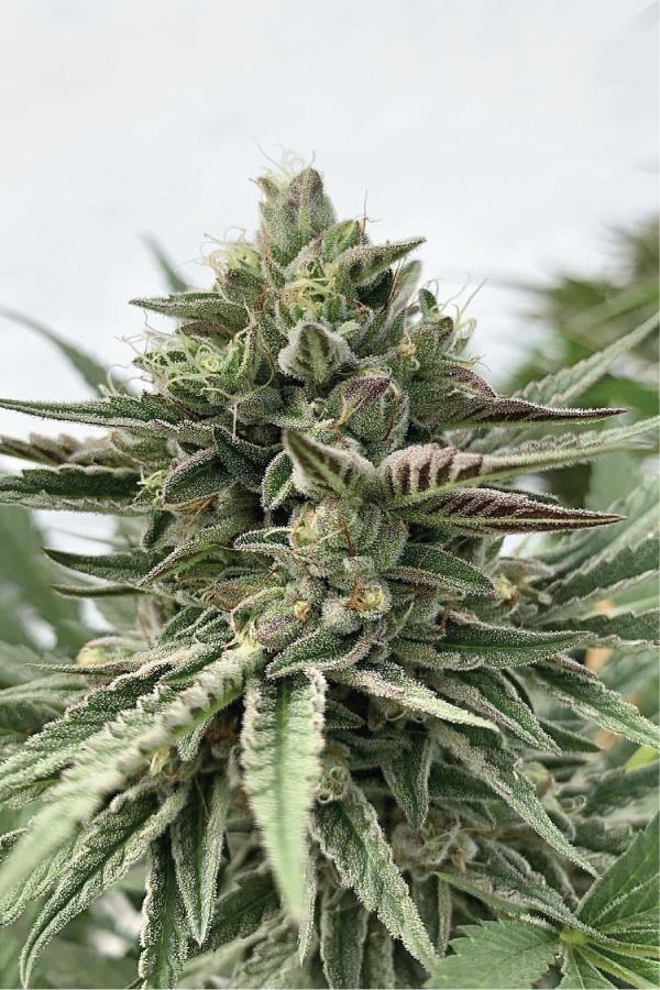 Humboldt Seed Company, Humboldt Pound Cake, Feminisiert