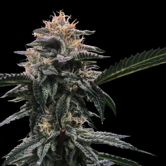 DNA Genetics Banana Sorbet Feminisiert
