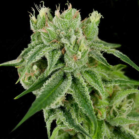 DNA Genetics Banana Split Regular