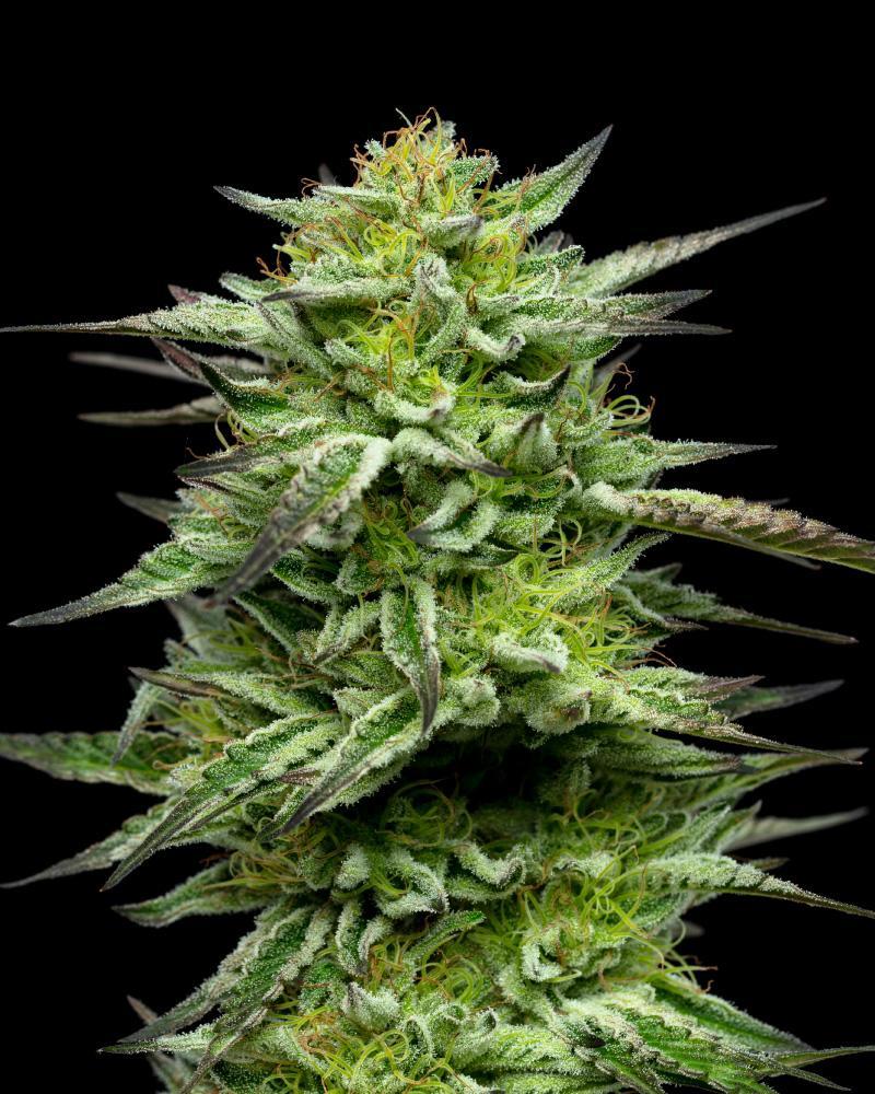 Humboldt Seed Company, Mountaintop Mint, feminisiert