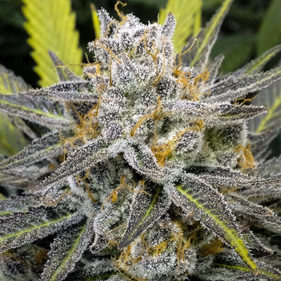 DNA Genetics Banana Split Regular