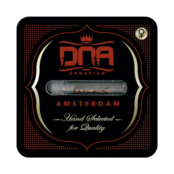 DNA Genetics Cannalope Haze Regular