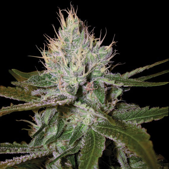 DNA Genetics Cannalope Haze Regular