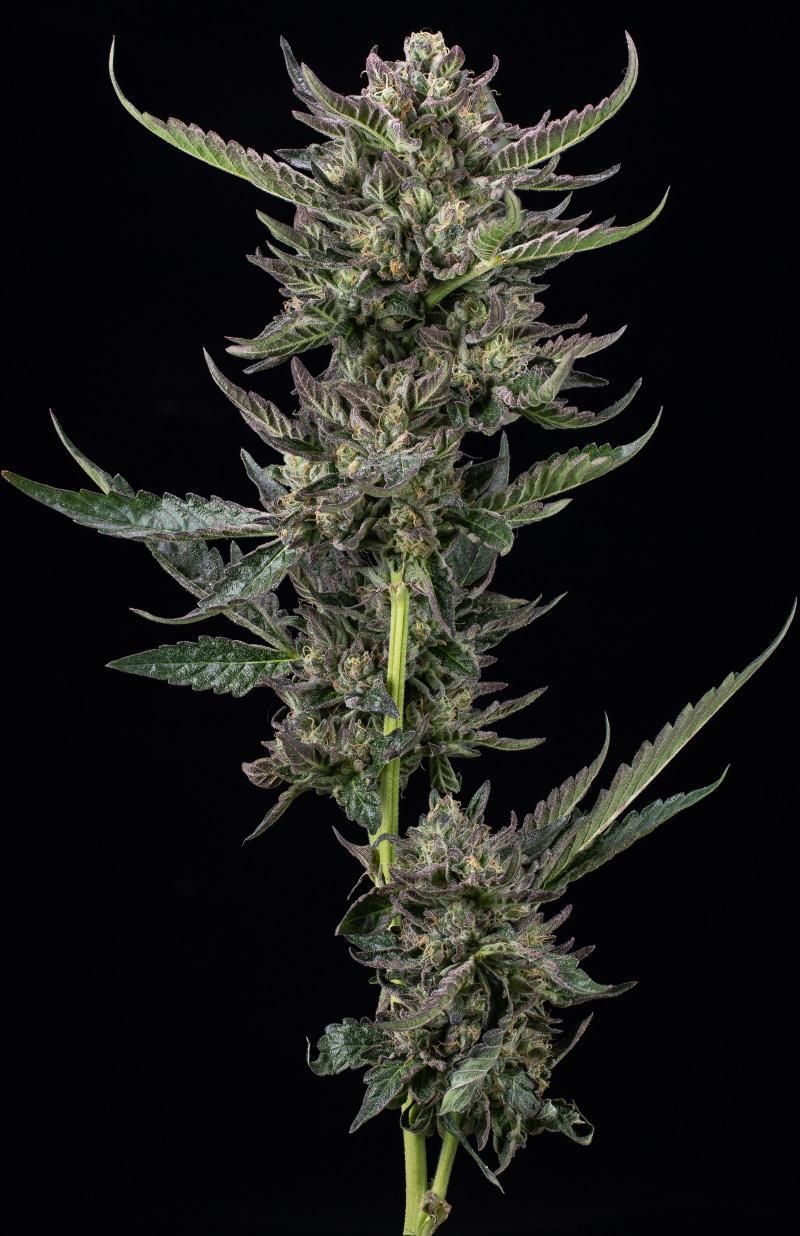 Humboldt Seed Company, Notorious THC, Feminisiert