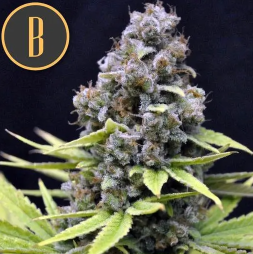 Blimburn Seeds Critical Auto