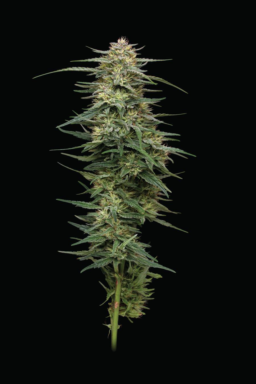 Humboldt Seed Company, Himbeerparfait, Feminisiert
