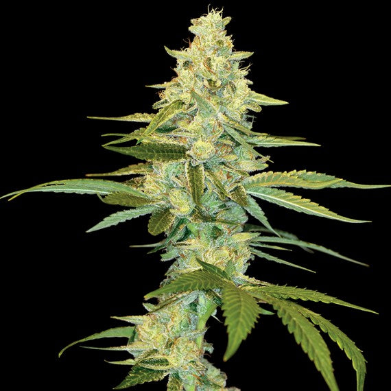 DNA Genetics Cataract Kush Regular
