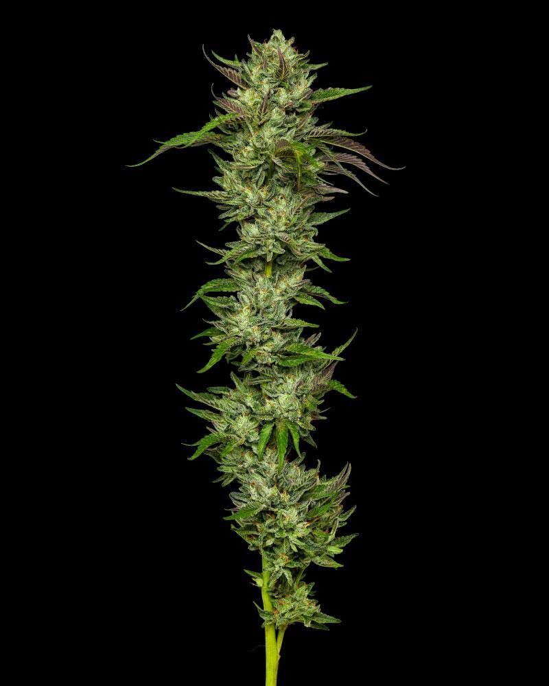 Humboldt Seed Company, Slightly Stoopid Collie Man Kush, Feminisiert