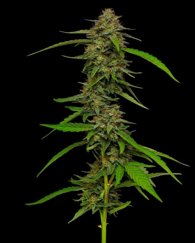 Humboldt Seed Company Strawberry Cheesecake Auto
