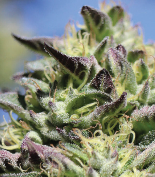 Humboldt Seed Company, Vanilla Frosting, Feminisiert