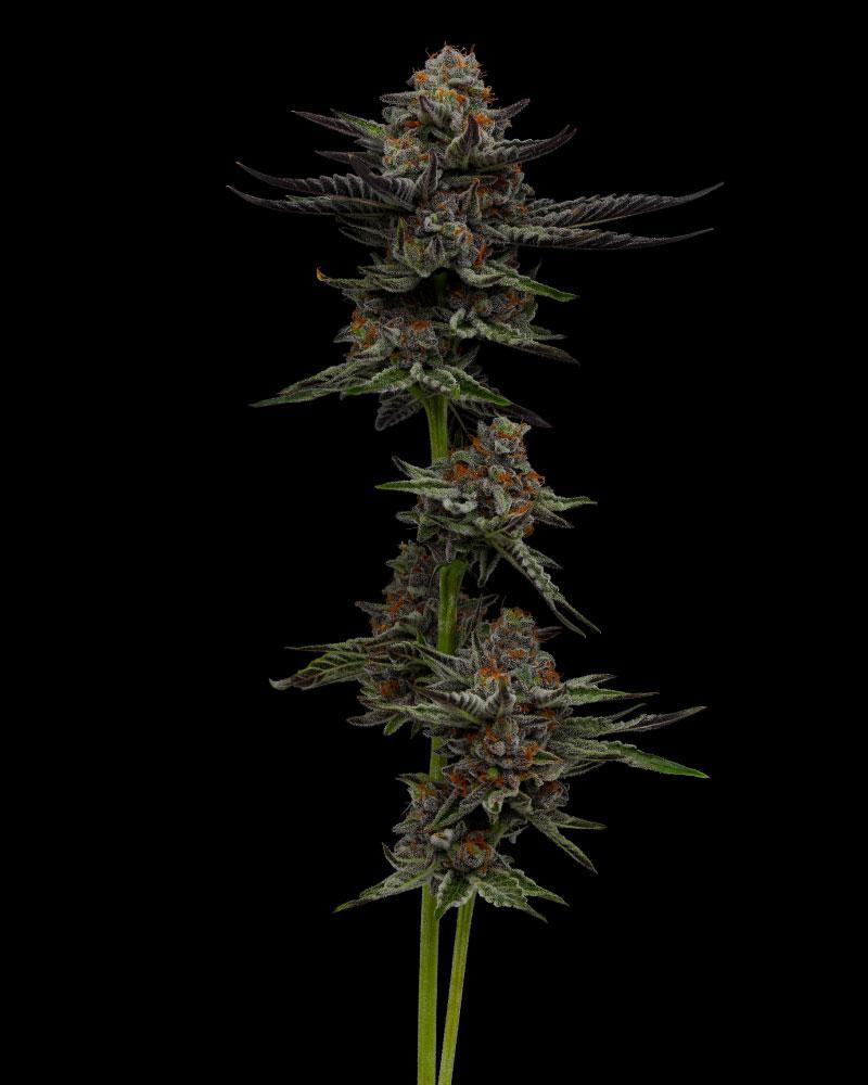 Humboldt Seed Company, Vanilla Créme Pie, Feminisiert