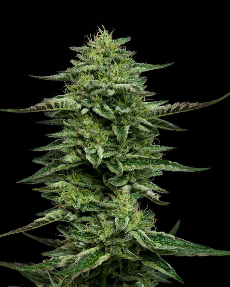 Humboldt Seed Company, The Bling, Feminisiert