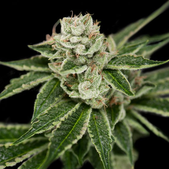 DNA Genetics Crocketts Dawg Regular