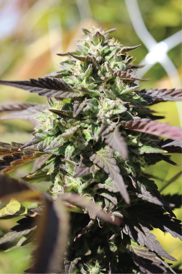 Humboldt Seed Company Chunkadelic Auto