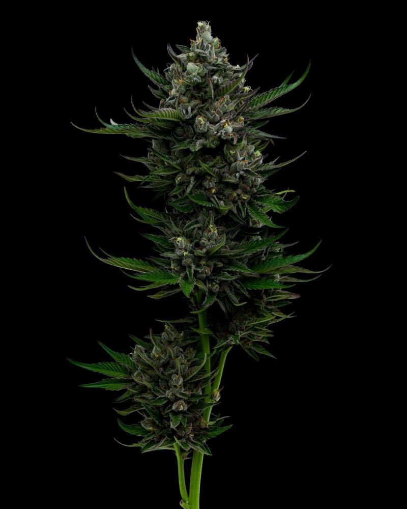 Humboldt Seed Company All Gas OG Auto