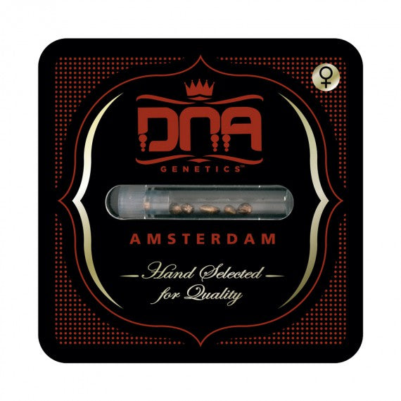 DNA Genetics Chocolope Kush Feminisiert