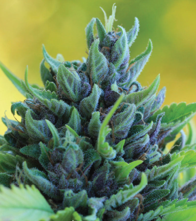 Humboldt Seed Company Humboldt Dream Auto