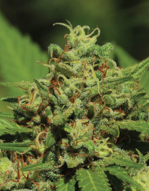 Humboldt Seed Company, Emerald Fire OG Auto