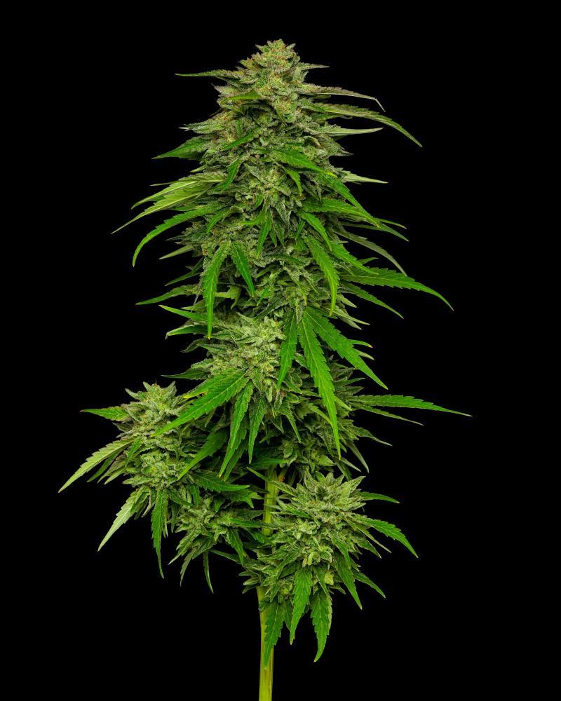 Humboldt Seed Company, Mango Sherbet, feminisiert