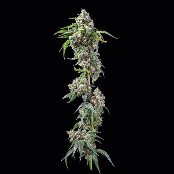 DNA Genetics Chocolope Regular