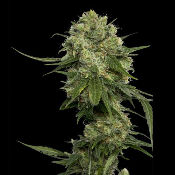 DNA Genetics Chocolope Regular
