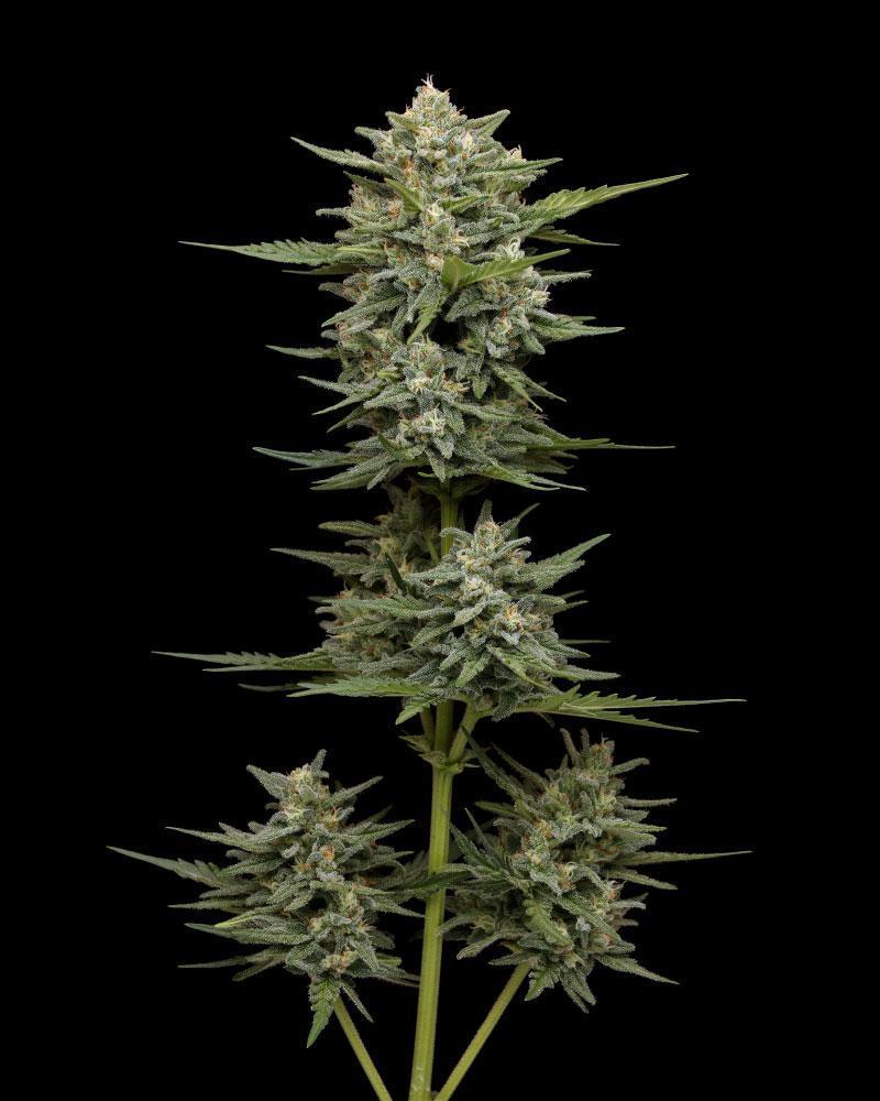 Humboldt Seed Company, Vanilla Latte Auto
