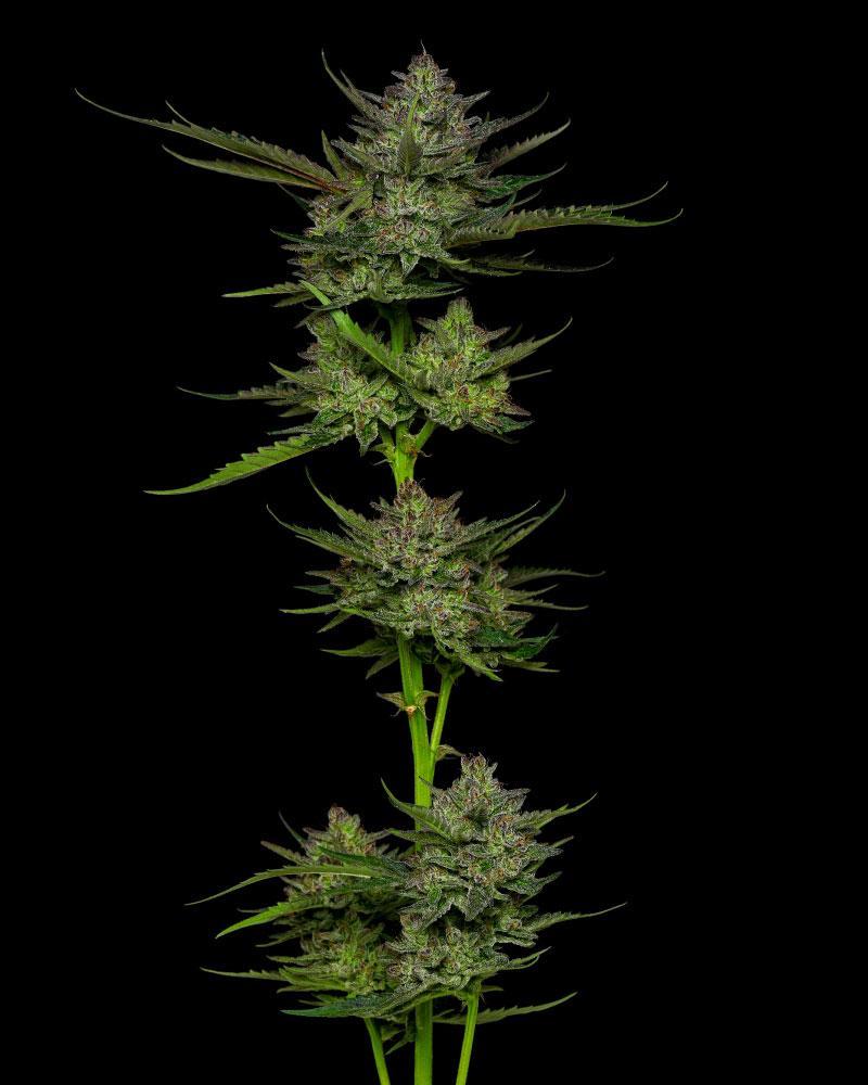 Humboldt Seed Company Sour Apple Auto