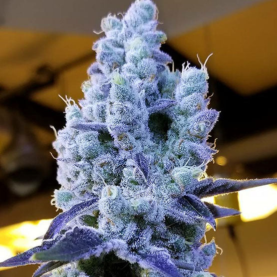 Ethos Genetics, Mandarin Cookies V2, Feminisiert