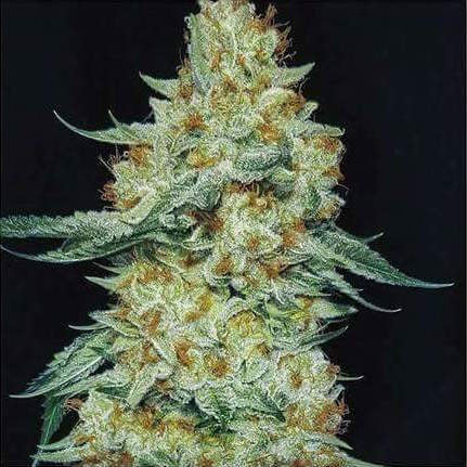 Ethos Genetics, Member Berry RBx1, Feminisiert 5Stk