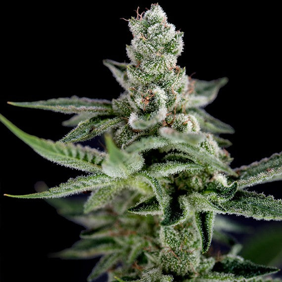 DNA Genetics Crocketts Haze Regular