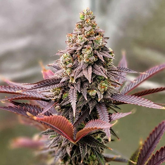 Ethos Genetics, Punchberry Cookies Rbx, Feminisiert 5Stk