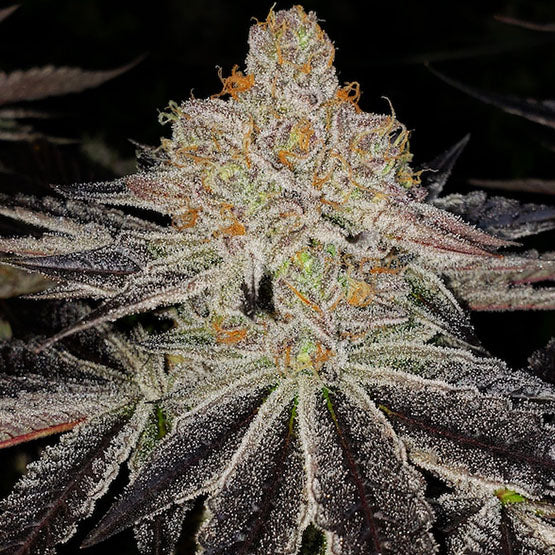 Ethos Genetics, Purple Zkittlez Rbx, Feminisiert