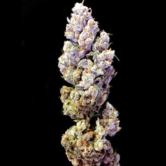 DNA Genetics Crocketts Tangie Regular