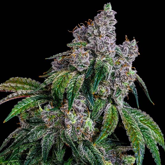 Ethos Genetics, Shawty R1, Feminisiert