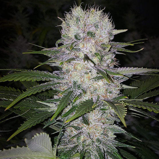 Ethos Genetics, Skunk Hero Rbx1, Feminisiert 5Stk
