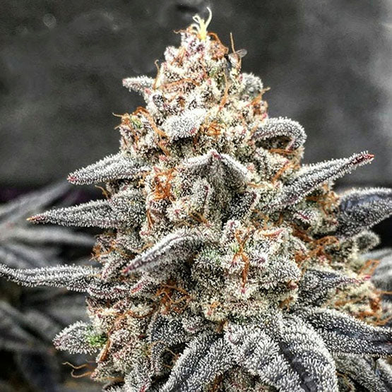 Ethos Genetics, White Wedding Rbx, Feminisiert