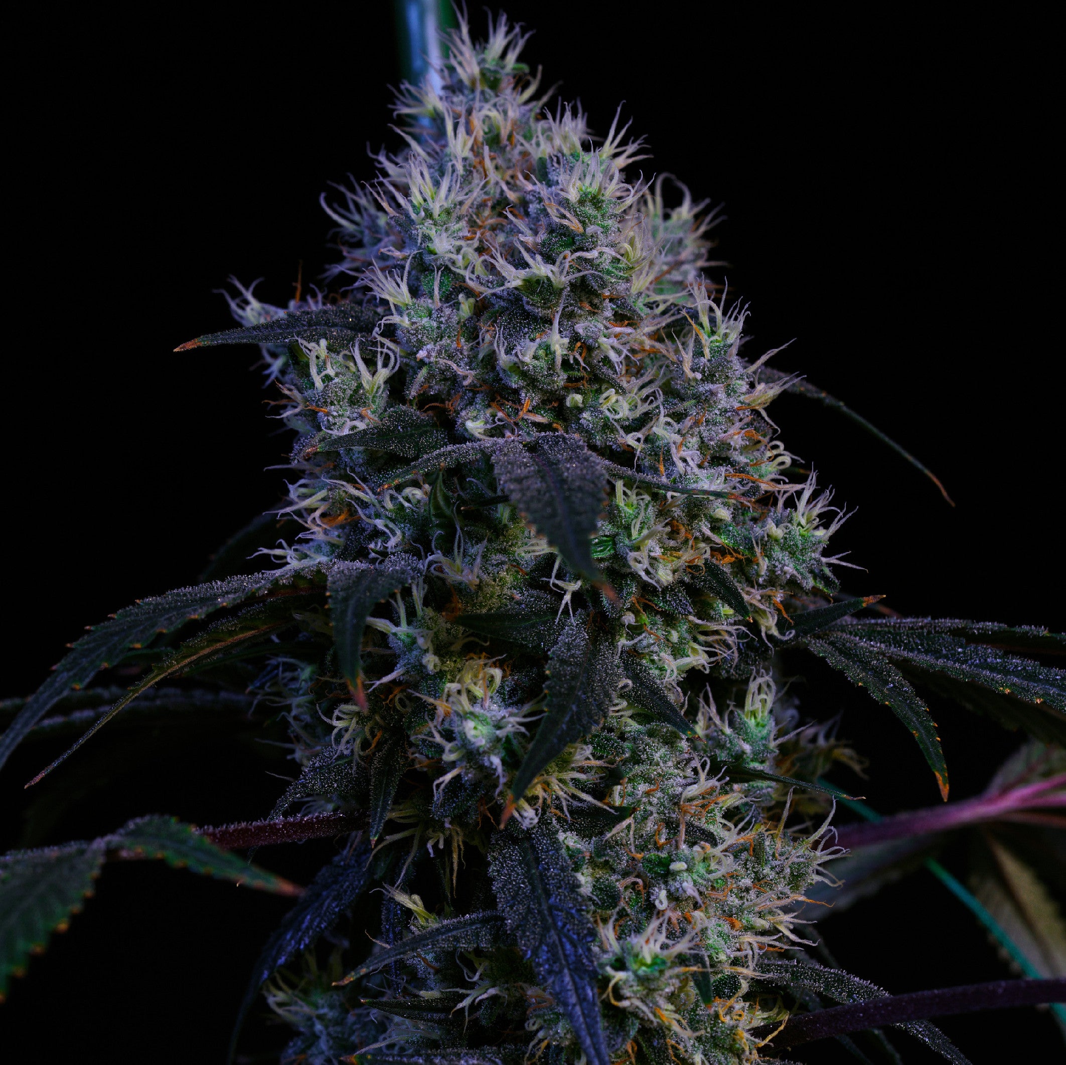 Ethos Genetics, Super Lemon Haze Rbx3, Feminisiert 5Stk