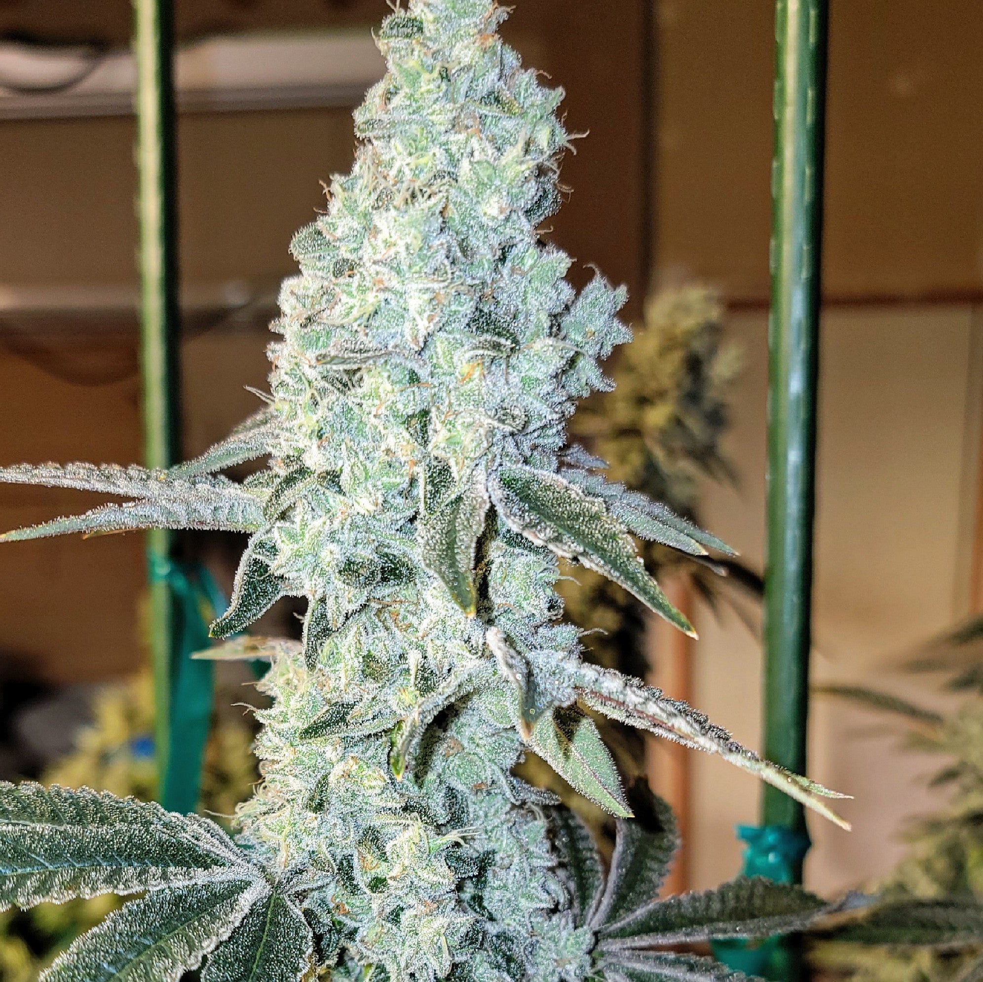Ethos Genetics, Zweet OG R2, Feminisiert 5Stk