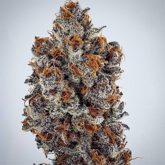 Ethos Genetics, Banana Hammock Rbx, Feminisiert