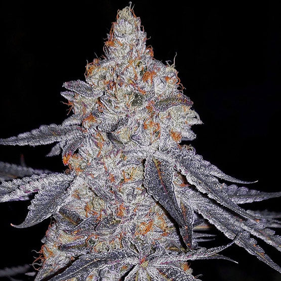 Ethos Genetics, Banana Daddy R1, feminisiert