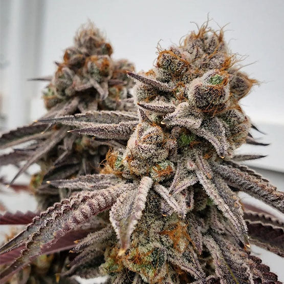 Ethos Genetics, Big D Energy R1, feminisiert