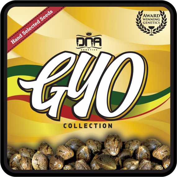 DNA Genetics Florida Lemons feminisiert