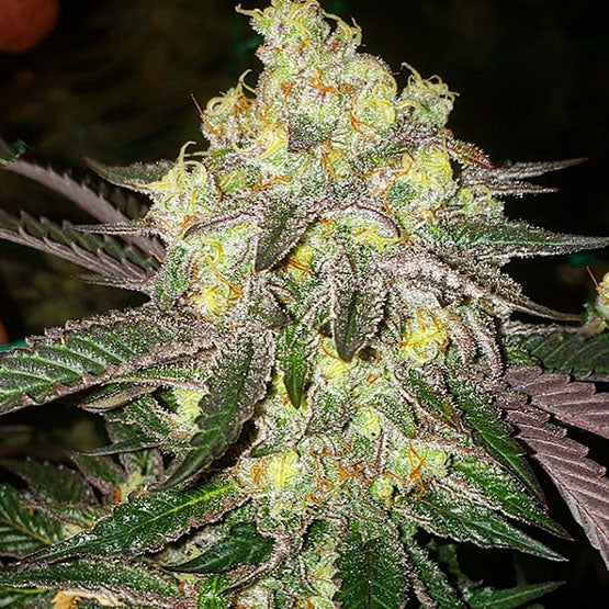 Ethos Genetics, Candy Store Rbx, Feminisiert