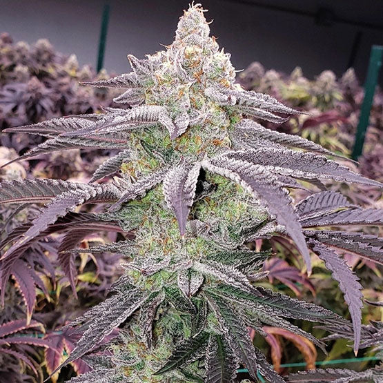 Ethos Genetics, Colin OG Rbx, Feminisiert